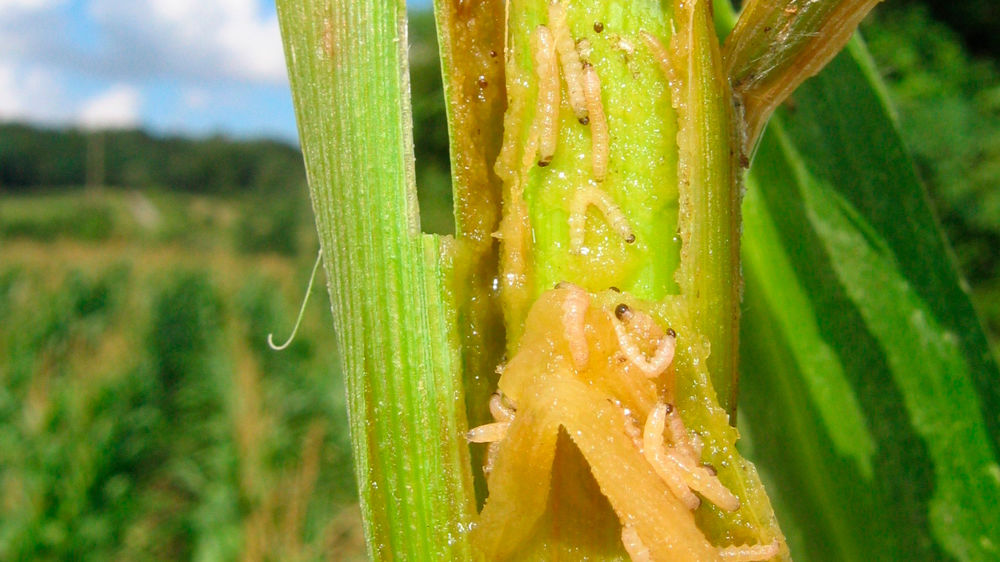Les pertes dues aux chenilles de sésamie sont supérieures à 300 000 t en France. Il n'y a pas à ce jour de solution de biocontrôle contre la deuxième génération.
