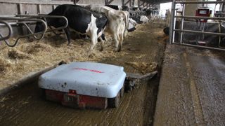 Miro propose trois versions de son Mirobot 4WD : Standard (poids : 1,5 t –hauteur : 45 cm - tarif 2023 : 35 000 à 38 000 €*) pour le lisier uniquement ; Lourd (1,9 t – 52 cm – 39 000 à 42 000 €*) pour le fumier et plus récemment un modèle Super-lourd (2,1 t – 57 cm– 45 000 €*). Sur cette version conçue pour du fumier ou des lisiers pailleux, le robot est lesté d’origine pour conserver de l’adhérence.