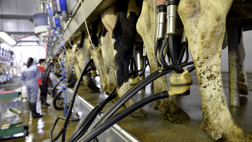 La Commission européenne chiffre le prix du lait à 574,1 €/1 000 litres pour le mois de décembre. La Commission européenne chiffre le prix du lait à 574,1 €/1 000 litres pour le mois de décembre.