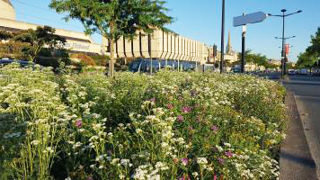 La marque Végétal local est un outil de traçabilité et de conservation du patrimoine génétique. La marque Végétal local est un outil de traçabilité et de conservation du patrimoine génétique.
