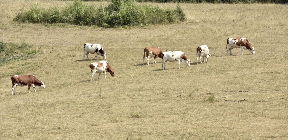 Les éléveurs de ruminants dénoncent "l'usine à gaz" qu'est le dispositif de recours proposé par le gouvernement en cas de mauvaise évaluation des pertes fourragères.