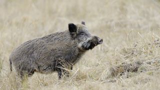 Sur la période de 2021-2022, 294 sangliers ont été abattus dans le canton de Genève. Sur la période de 2021-2022, 294 sangliers ont été abattus dans le canton de Genève.