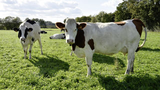 L’aide n’est plus attribuée à la vache, mais aux UGB de plus de 16 mois. L’aide n’est plus attribuée à la vache, mais aux UGB de plus de 16 mois.