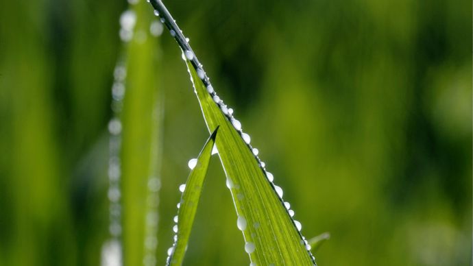 Majoritairement utilisés en grandes cultures, les adjuvants ont encore progressé de 10 % en 2022.
