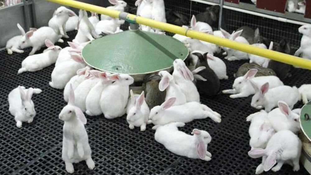 Le CGAAER encourage les groupements de producteurs de lapins à s'engager dans des solutions de logement alternatives à la cage en engraissement.