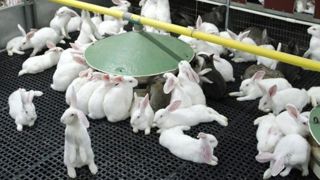 Le CGAAER encourage les groupements de producteurs de lapins à s'engager dans des solutions de logement alternatives à la cage en engraissement. Le CGAAER encourage les groupements de producteurs de lapins à s'engager dans des solutions de logement alternatives à la cage en engraissement.