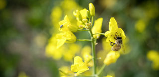 Des chercheurs estiment dans une étude qu’« en absence d’alternatives moins dangereuses aux pesticides, la pulvérisation de pesticides doit être effectuée de nuit, même si les modalités d’application acceptables par les agriculteurs restent souvent à définir. » Des chercheurs estiment dans une étude qu’« en absence d’alternatives moins dangereuses aux pesticides, la pulvérisation de pesticides doit être effectuée de nuit, même si les modalités d’application acceptables par les agriculteurs restent souvent à définir. »