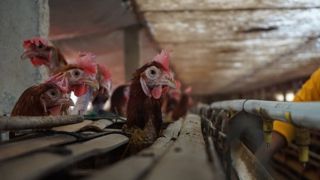 Le Brésil craint de perdre un argument commercial à l'export si la grippe aviaire se répand sur son territoire. (image d’illustration) Le Brésil craint de perdre un argument commercial à l'export si la grippe aviaire se répand sur son territoire. (image d’illustration)