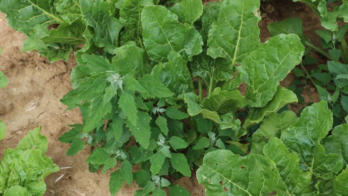 Les chénopodes font partie aujourd'hui des adventices les plus difficiles à combattre.