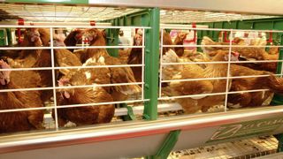 L'Efsa suggère à la Commission européenne de mettre fin à l'élevage de poules en cages aménagées. L'Efsa suggère à la Commission européenne de mettre fin à l'élevage de poules en cages aménagées.