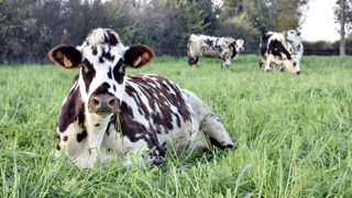 Face aux excédents de production de lait bio, certains éleveurs choisissent de rebasculer en conventionnel. Face aux excédents de production de lait bio, certains éleveurs choisissent de rebasculer en conventionnel.