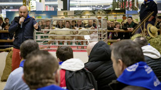 Six acheteurs, valorisant habituellement l'agneau de Poitou-Charentes ou Le Diamandin ont enchéri le 1er mars lors de la vente aux enchères d'agneaux de boucherie organisée dans le cadre du Salon de l'agriculture. Six acheteurs, valorisant habituellement l'agneau de Poitou-Charentes ou Le Diamandin ont enchéri le 1er mars lors de la vente aux enchères d'agneaux de boucherie organisée dans le cadre du Salon de l'agriculture.