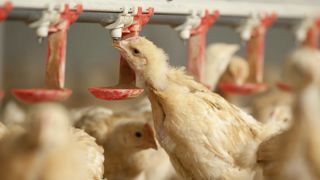 Les poulets représentaient 75 % des volailles de chair élevées en France en 2022. Les poulets représentaient 75 % des volailles de chair élevées en France en 2022.