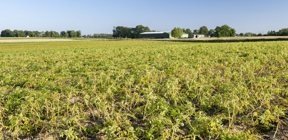 L'acide caprylique a montré de bons résultats sur deux années d'essais d'Arvalis. L'acide caprylique a montré de bons résultats sur deux années d'essais d'Arvalis.