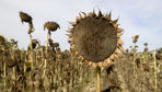 Le coût de production du tournesol est relativement faible.