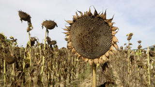 Le coût de production du tournesol est relativement faible. Le coût de production du tournesol est relativement faible.