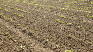 Les pigeons ramiers consomment le tournesol dès son émergence, aux stades crosse et cotylédons. Les pigeons ramiers consomment le tournesol dès son émergence, aux stades crosse et cotylédons.
