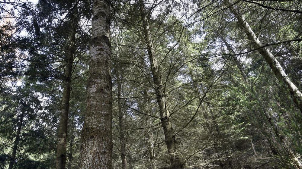 Le gouvernement a récompensé des lycées agricoles pour leurs participation au challenge "Une forêt d'idées".