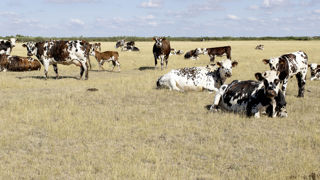 Selon Thomas Pavie vétérinaire chez FranceAgriMer, la diversité génétique des races locales françaises permettra à l'avenir de sélectionner des animaux adaptés aux futures conditions climatiques. Selon Thomas Pavie vétérinaire chez FranceAgriMer, la diversité génétique des races locales françaises permettra à l'avenir de sélectionner des animaux adaptés aux futures conditions climatiques.