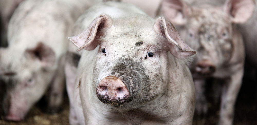 Le ministre de l'Agriculture a annoncé que le fonds d'urgence de 10 millions d'euros était destiné aux exploitants prêts à se déconvertir, notamment en élevages porcin et laitier. Le ministre de l'Agriculture a annoncé que le fonds d'urgence de 10 millions d'euros était destiné aux exploitants prêts à se déconvertir, notamment en élevages porcin et laitier.