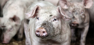 Le ministre de l'Agriculture a annoncé que le fonds d'urgence de 10 millions d'euros était destiné aux exploitants prêts à se déconvertir, notamment en élevages porcin et laitier. Le ministre de l'Agriculture a annoncé que le fonds d'urgence de 10 millions d'euros était destiné aux exploitants prêts à se déconvertir, notamment en élevages porcin et laitier.