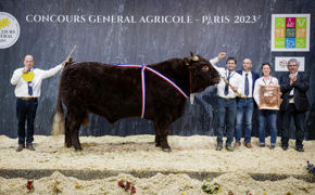 Le champion mâle salers, originaire de Corrèze, a tapé dans l’œil du jury dès son entrée sur le ring. Pacific se déplace très bien malgré son poids grâce à de bons aplombs. Il dispose également d’un bon bassin et se démarque par sa rectitude. Le champion mâle salers, originaire de Corrèze, a tapé dans l’œil du jury dès son entrée sur le ring. Pacific se déplace très bien malgré son poids grâce à de bons aplombs. Il dispose également d’un bon bassin et se démarque par sa rectitude.