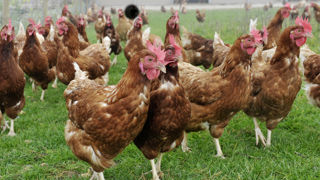 "Dans les Côtes-d'Armor, 18 foyers d'influenza aviaire ont été détectés sur les quatre dernière semaines", indique la Plateforme ESA. "Dans les Côtes-d'Armor, 18 foyers d'influenza aviaire ont été détectés sur les quatre dernière semaines", indique la Plateforme ESA.