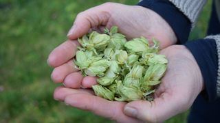 La première récolte « significative » de houblon intervient deux ou trois ans après l’implantation. La première récolte « significative » de houblon intervient deux ou trois ans après l’implantation.