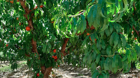 Les arbres ont subi plusieurs niveaux de restriction d'eau à différentes périodes de l'été. Les arbres ont subi plusieurs niveaux de restriction d'eau à différentes périodes de l'été.