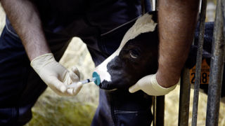Dans certaines zones en France, les vétérinaires ruraux sont debordés au point de ne pas pouvoir faire la prophylaxie dans tous les élevages, selon le rapport des organisatioons professionnelles vétérinaires et agricoles remis au ministère de l'Agriculture. Dans certaines zones en France, les vétérinaires ruraux sont debordés au point de ne pas pouvoir faire la prophylaxie dans tous les élevages, selon le rapport des organisatioons professionnelles vétérinaires et agricoles remis au ministère de l'Agriculture.