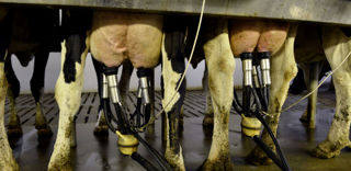 La collecte de lait de vache est en recul en janvier 2023 par rapport à l’an dernier. La collecte de lait de vache est en recul en janvier 2023 par rapport à l’an dernier.