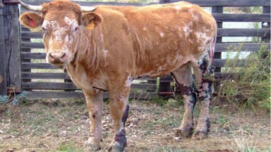 Besnoitiose bovine