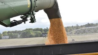 La baisse des prix du blé a attiré les importateurs qui ont fait bondir les cours. La baisse des prix du blé a attiré les importateurs qui ont fait bondir les cours.