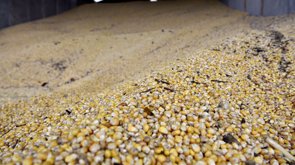 Les exportations via la mer Noire étant plus difficiles, des grains ukrainiens transitent par voie terrestre. Ils alimentent les marchés des pays frontaliers, et font notamment baisser les marchés locaux.