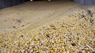 Les exportations via la mer Noire étant plus difficiles, des grains ukrainiens transitent par voie terrestre. Ils alimentent les marchés des pays frontaliers, et font notamment baisser les marchés locaux. Les exportations via la mer Noire étant plus difficiles, des grains ukrainiens transitent par voie terrestre. Ils alimentent les marchés des pays frontaliers, et font notamment baisser les marchés locaux.