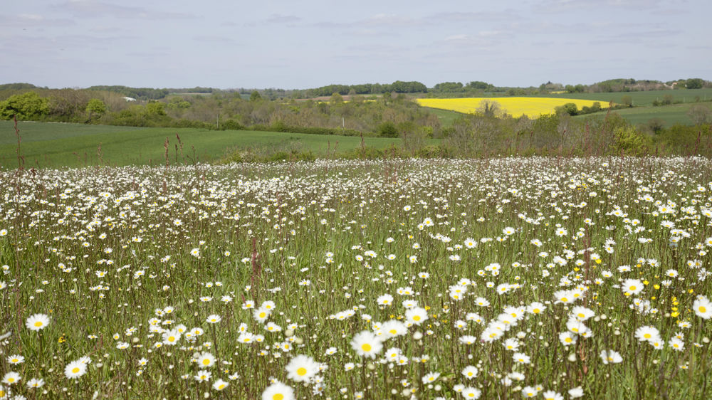 De volontaires, les jachères sont devenues obligatoires avec la réforme de la Pac de 1992