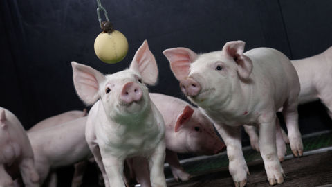 Les premières directives européennes relatives au bien-être des porcs date de 1991. Les premières directives européennes relatives au bien-être des porcs date de 1991.