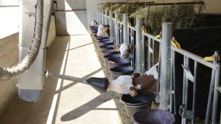 Les astreintes les plus ingrates et chronophages comme la buvée des veaux peuvent désormais être automatisées.