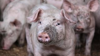 Tous les pays membres de l'Union européenne qui comptent plus de trois millions de porcs ont enregistré des baisses entre 2021 et 2022. Tous les pays membres de l'Union européenne qui comptent plus de trois millions de porcs ont enregistré des baisses entre 2021 et 2022.