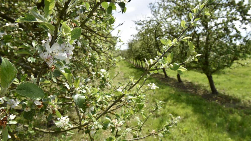 Une étude mandatée par la FNPFruits liste les impacts directs du changement climatique sur les cultures fruitières d'ici à 2030.