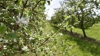 Une étude mandatée par la FNPFruits liste les impacts directs du changement climatique sur les cultures fruitières d'ici à 2030. Une étude mandatée par la FNPFruits liste les impacts directs du changement climatique sur les cultures fruitières d'ici à 2030.
