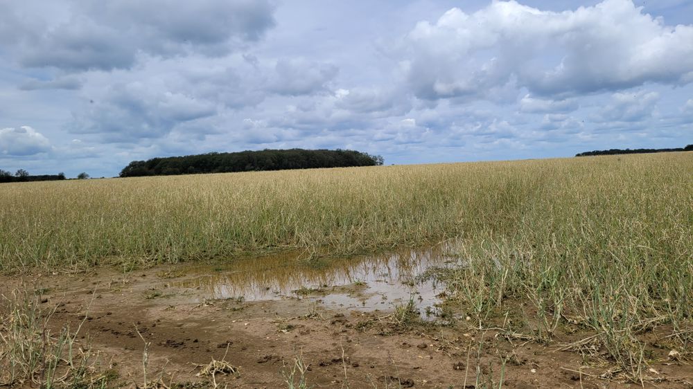 En 2022, chez Groupama, 380 000 hectares ont été sinistrés par la grêle. En 2022, chez Groupama, 380 000 hectares ont été sinistrés par la grêle.