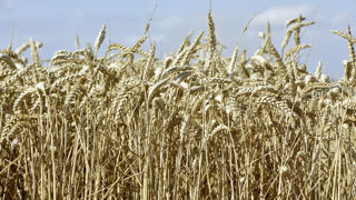 Les tensions liées à la Russie ont été accentuées par la décision de Cargill de ne plus contribuer aux exportations de céréales russes à compter de la campagne de 2023-2024. Les tensions liées à la Russie ont été accentuées par la décision de Cargill de ne plus contribuer aux exportations de céréales russes à compter de la campagne de 2023-2024.