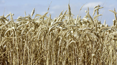 Les tensions liées à la Russie ont été accentuées par la décision de Cargill de ne plus contribuer aux exportations de céréales russes à compter de la campagne de 2023-2024.