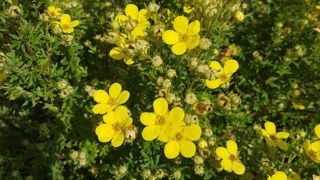 Potentilla fructicosa Bella Lindsey 'Hendlin'. Potentilla fructicosa Bella Lindsey 'Hendlin'.