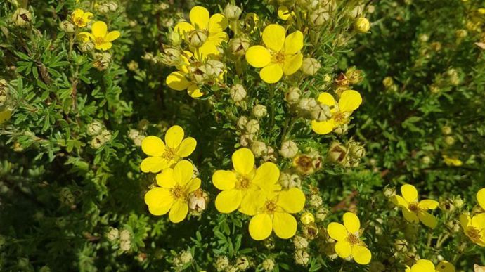 Potentilla Fruticosa Bella Lindsey 'Hendlin'