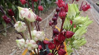 La station horticole Astredhor Méditerranée développe de nombreux programmes d’expérimentation sur les fleurs coupées, à la fois pour élargir l’offre et pour optimiser les process de production. La station horticole Astredhor Méditerranée développe de nombreux programmes d’expérimentation sur les fleurs coupées, à la fois pour élargir l’offre et pour optimiser les process de production.