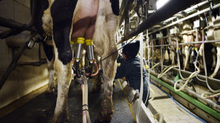 Le prix se maintient en France (500 €/1 000 litres). Le prix se maintient en France (500 €/1 000 litres).