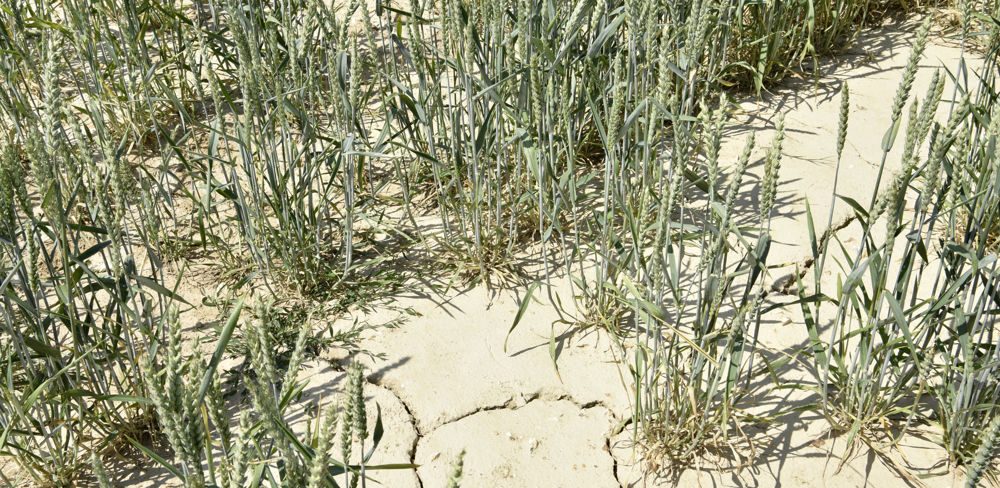 L'indemnisation publique se déclenche dès 50 % de pertes en grandes cultures.