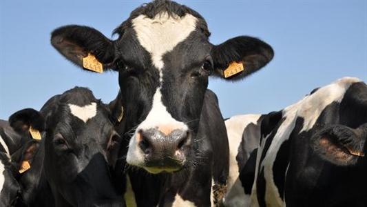 Prim'holstein